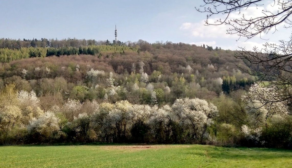 Sendeturm auf dem Hoxberg