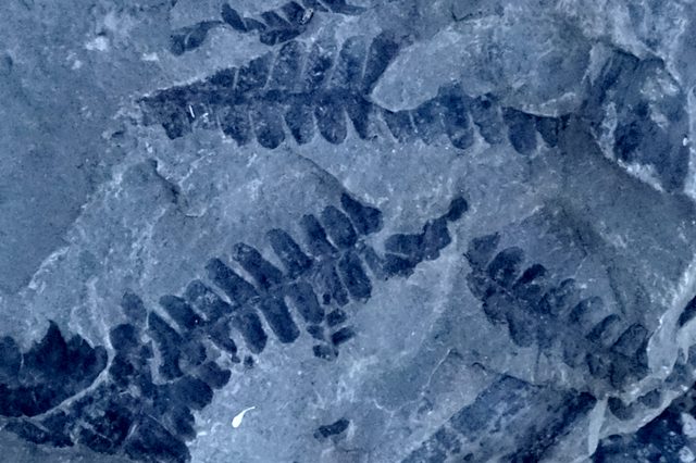 versteinerte Farnbätter